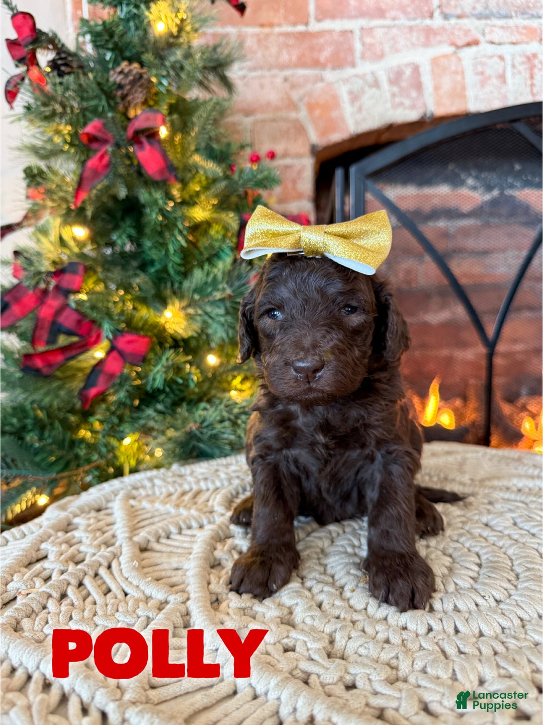 Mixed Breed dogs for sale: Polly - Ad 1