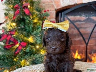 Mixed Breed dogs Polly - Ad 18