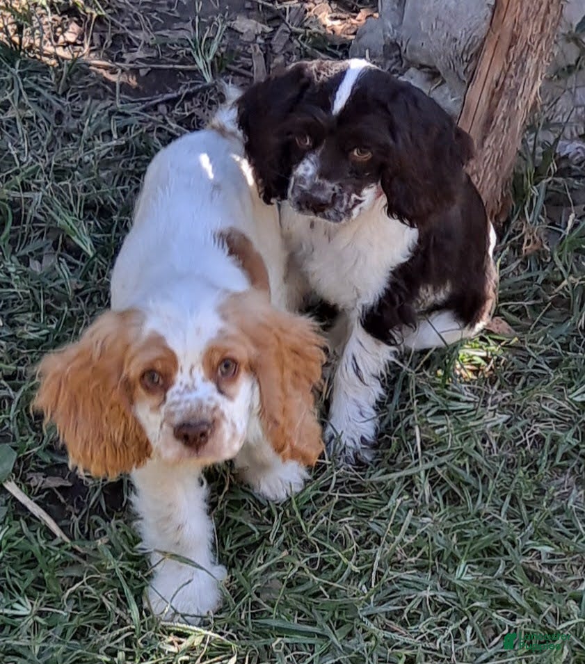 Cocker Spaniel dogs Freckles - Ad 2