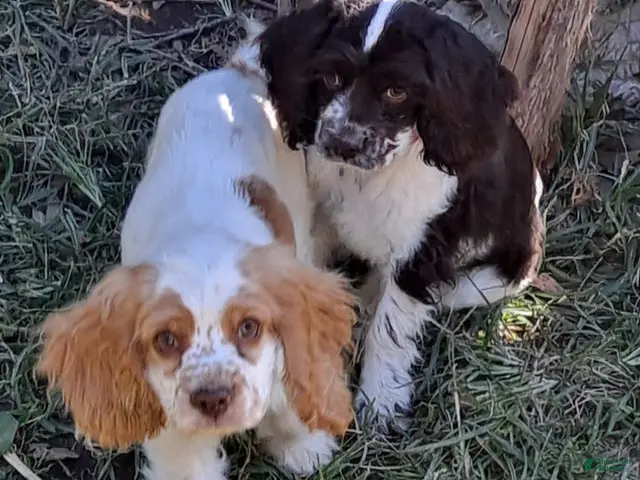 Cocker Spaniel dogs Freckles - Ad 2