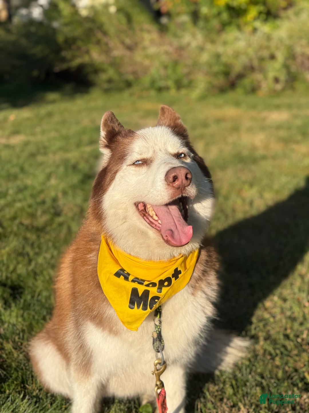 Siberian Husky dogs for sale: Siberian Husky Puppy 1 - Ad 5