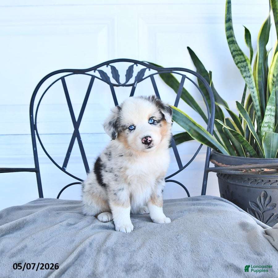 Australian Shepherd dogs Alie - Ad 2