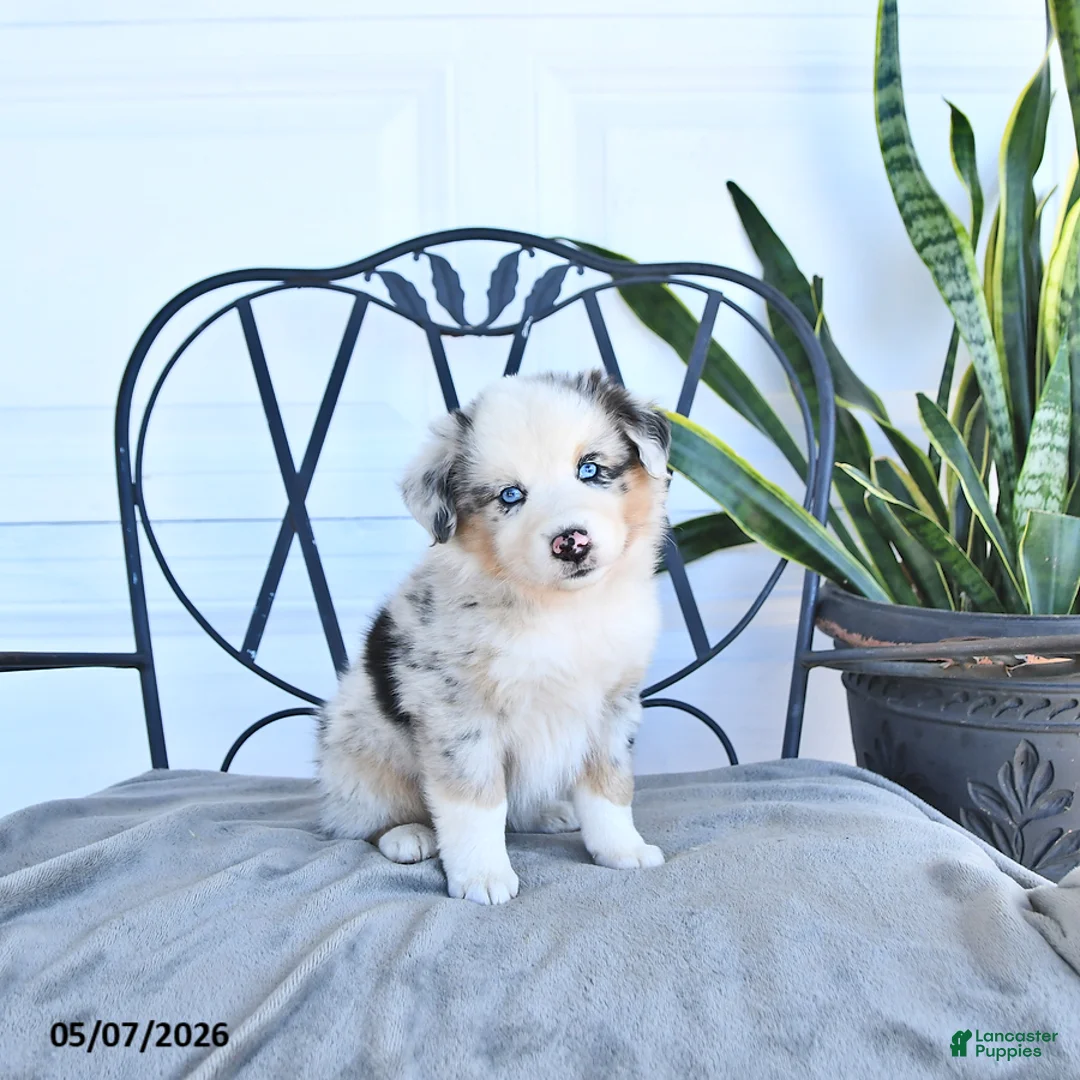Australian Shepherd dogs for sale: Alie - Ad 2
