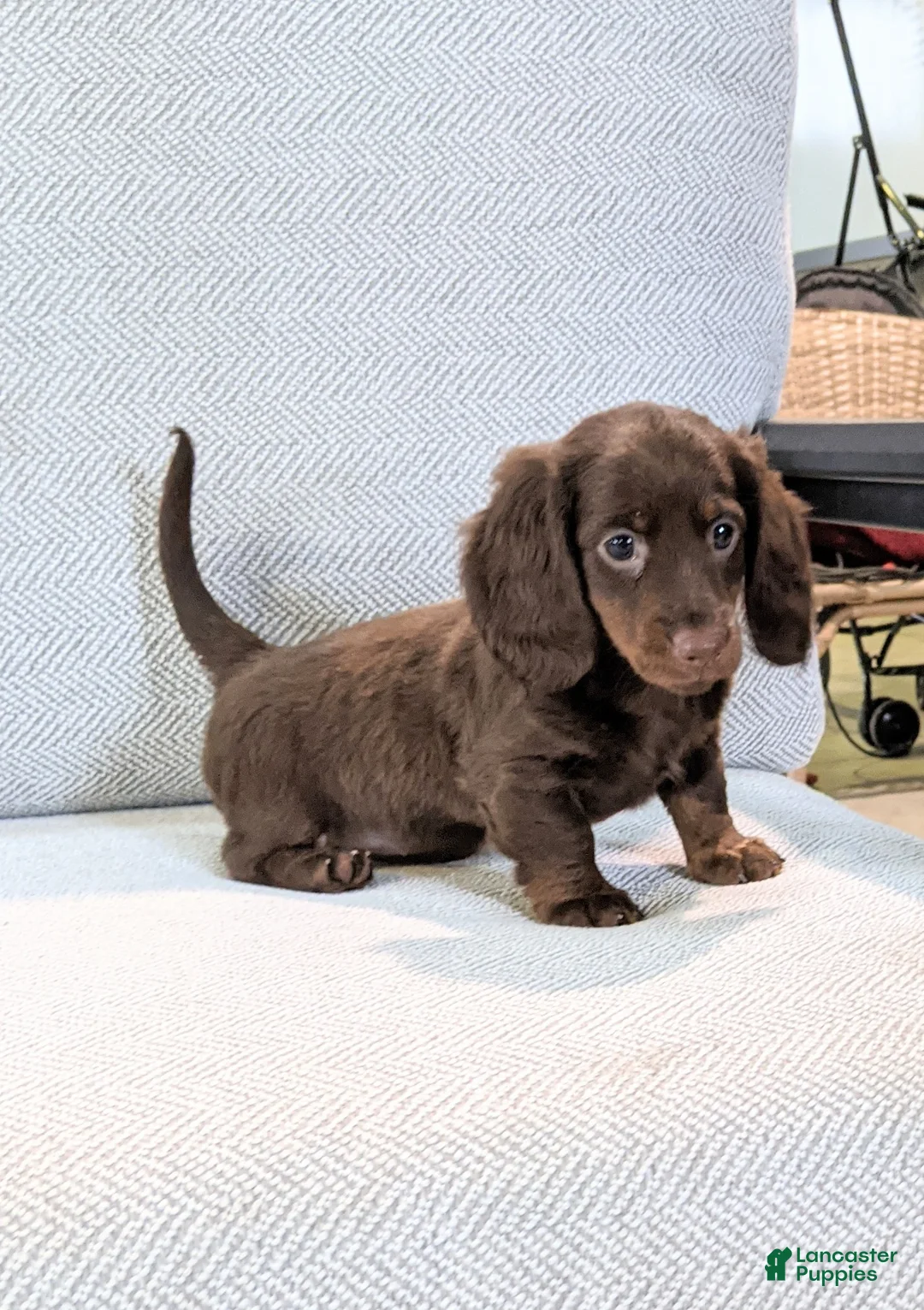 Miniature Dachshund dogs for sale: Jenny  - Ad 2