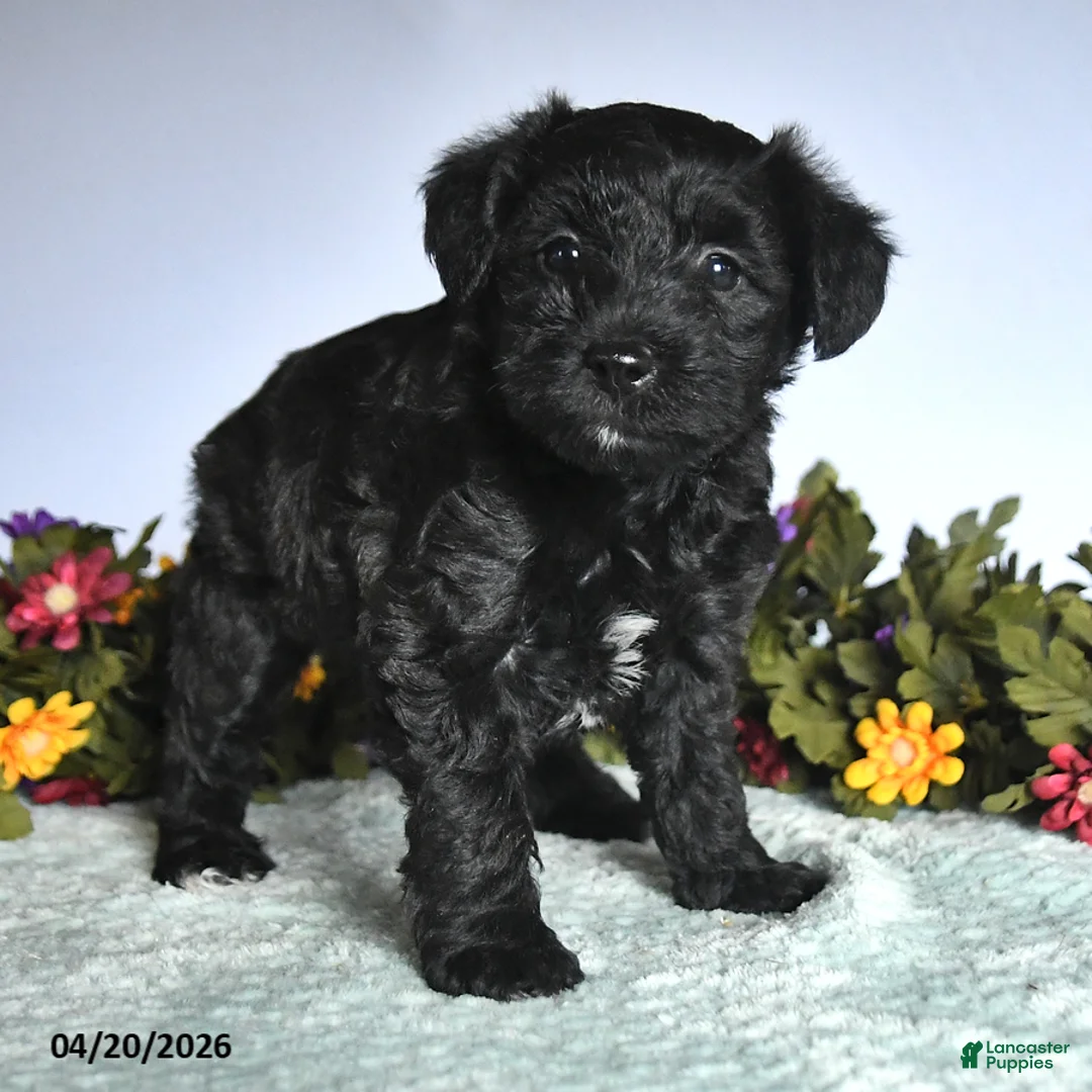 Mixed Breed dogs for sale: Nadia - Ad 2