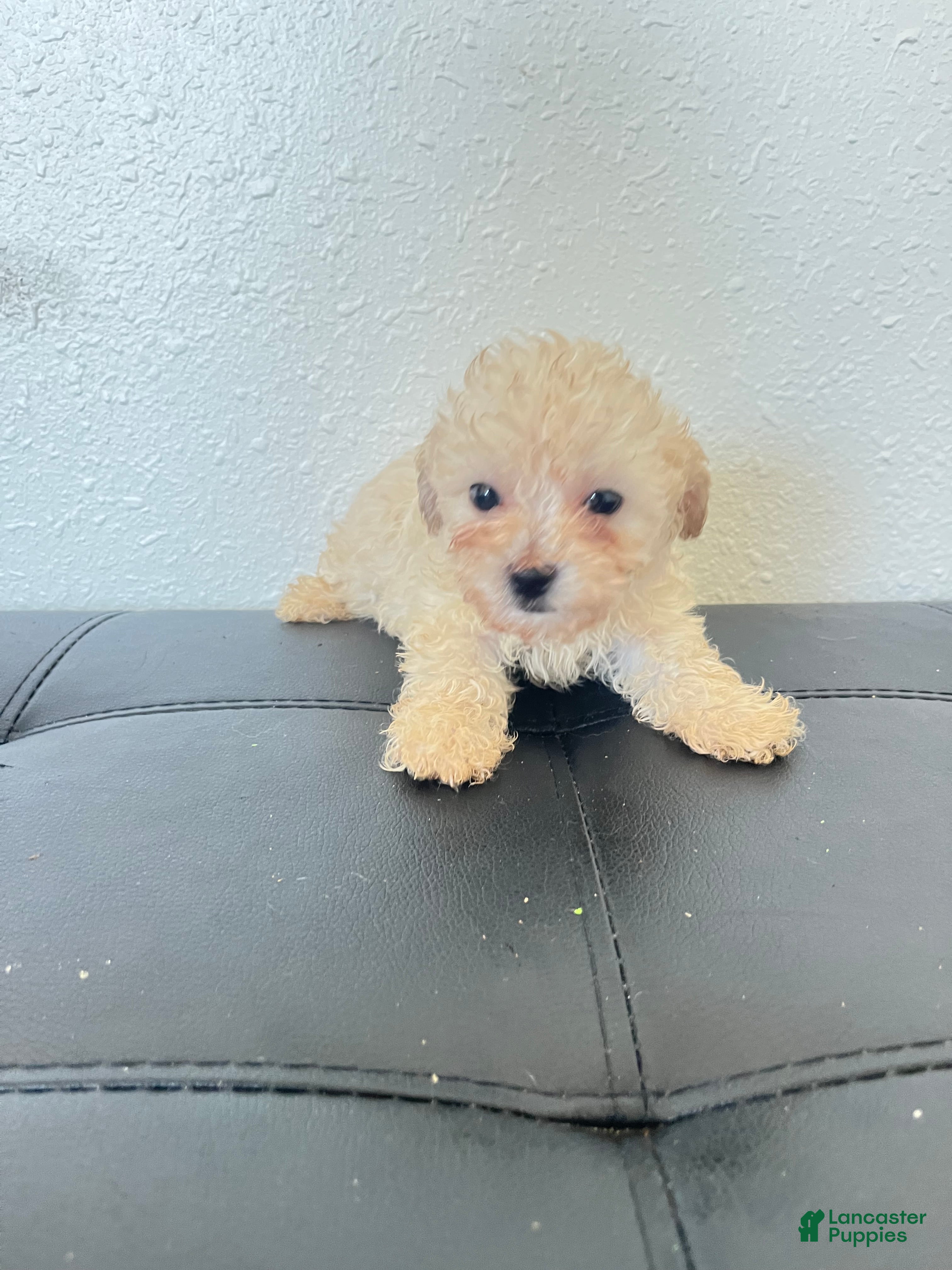 Maltipoo dogs Maltipoo 1 Female - Ad 19