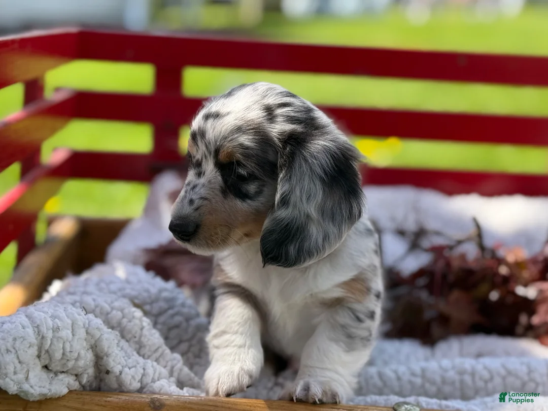 Miniature Dachshund dogs for sale: Benny - Ad 2