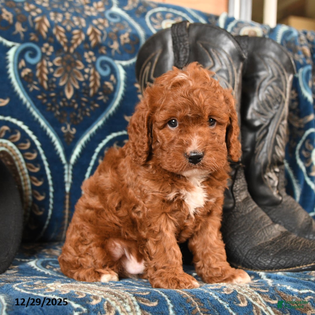 Cavapoo dogs for sale: Rover - Ad 4