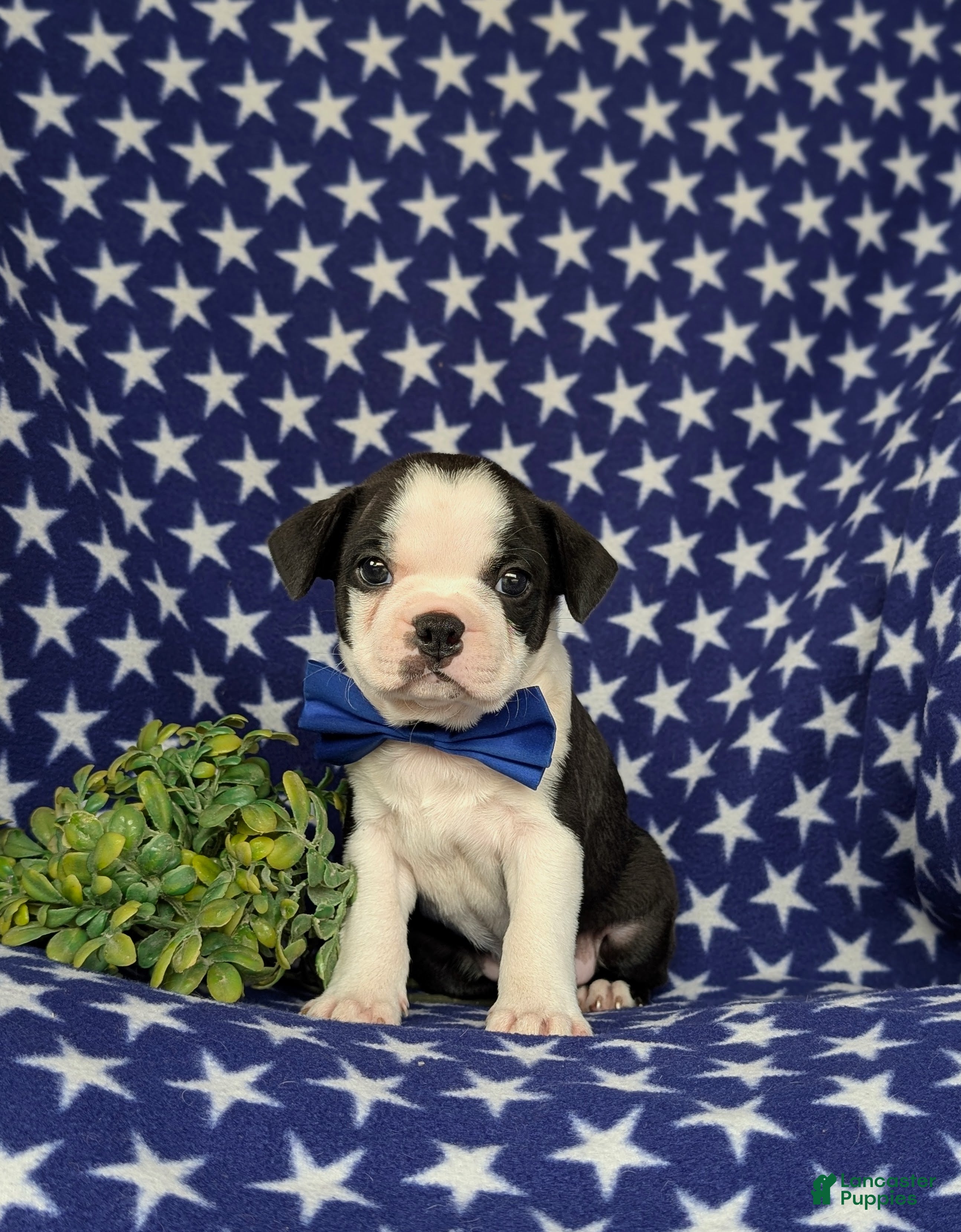 Boston Terrier dogs Brent - Ad 2