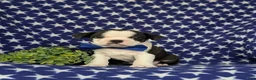 Boston Terrier dogs for sale: Brent - Ad 2
