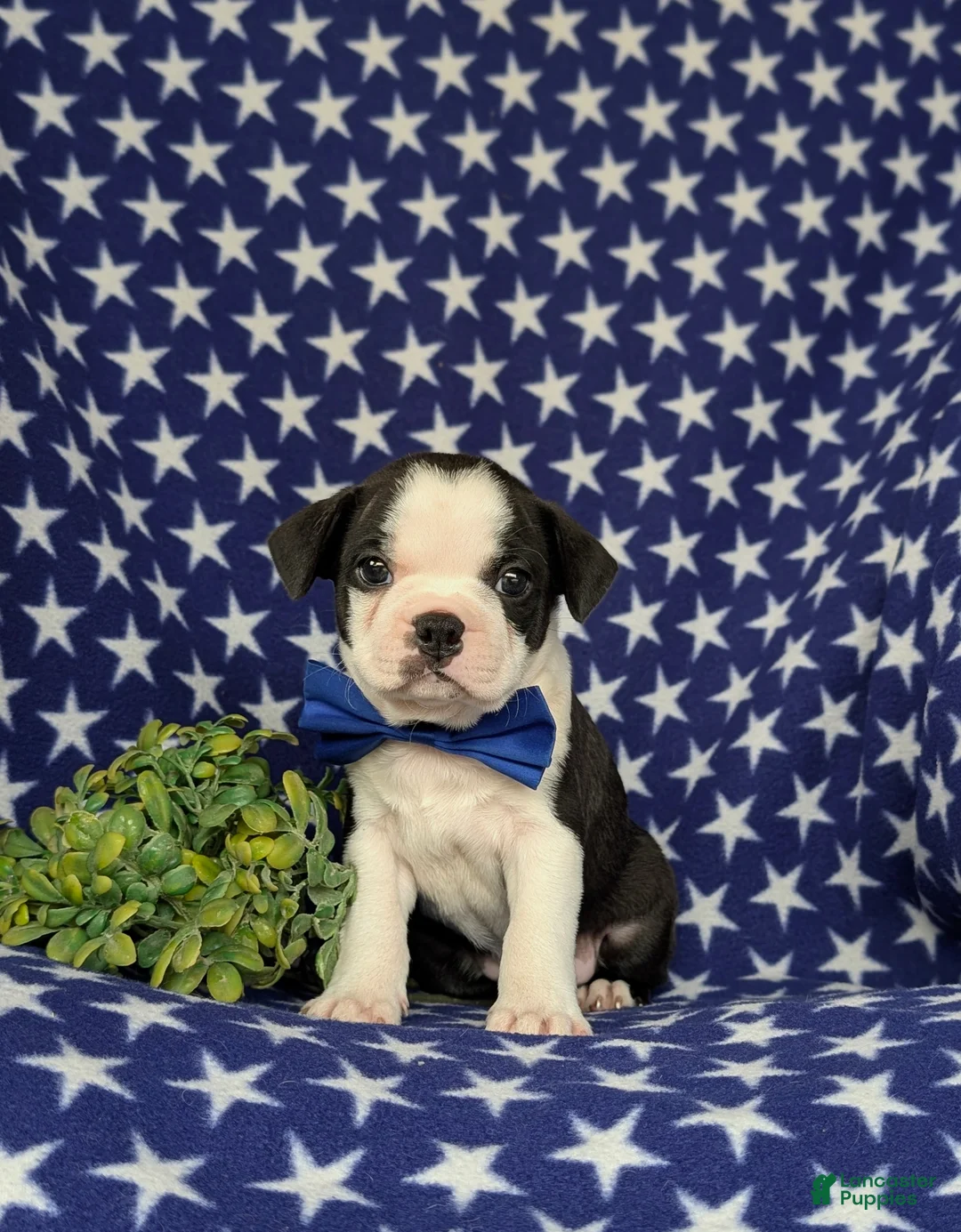 Boston Terrier dogs for sale: Brent - Ad 2