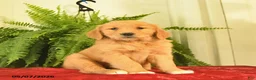 Golden Retriever dogs for sale: White Boots  - Ad 3