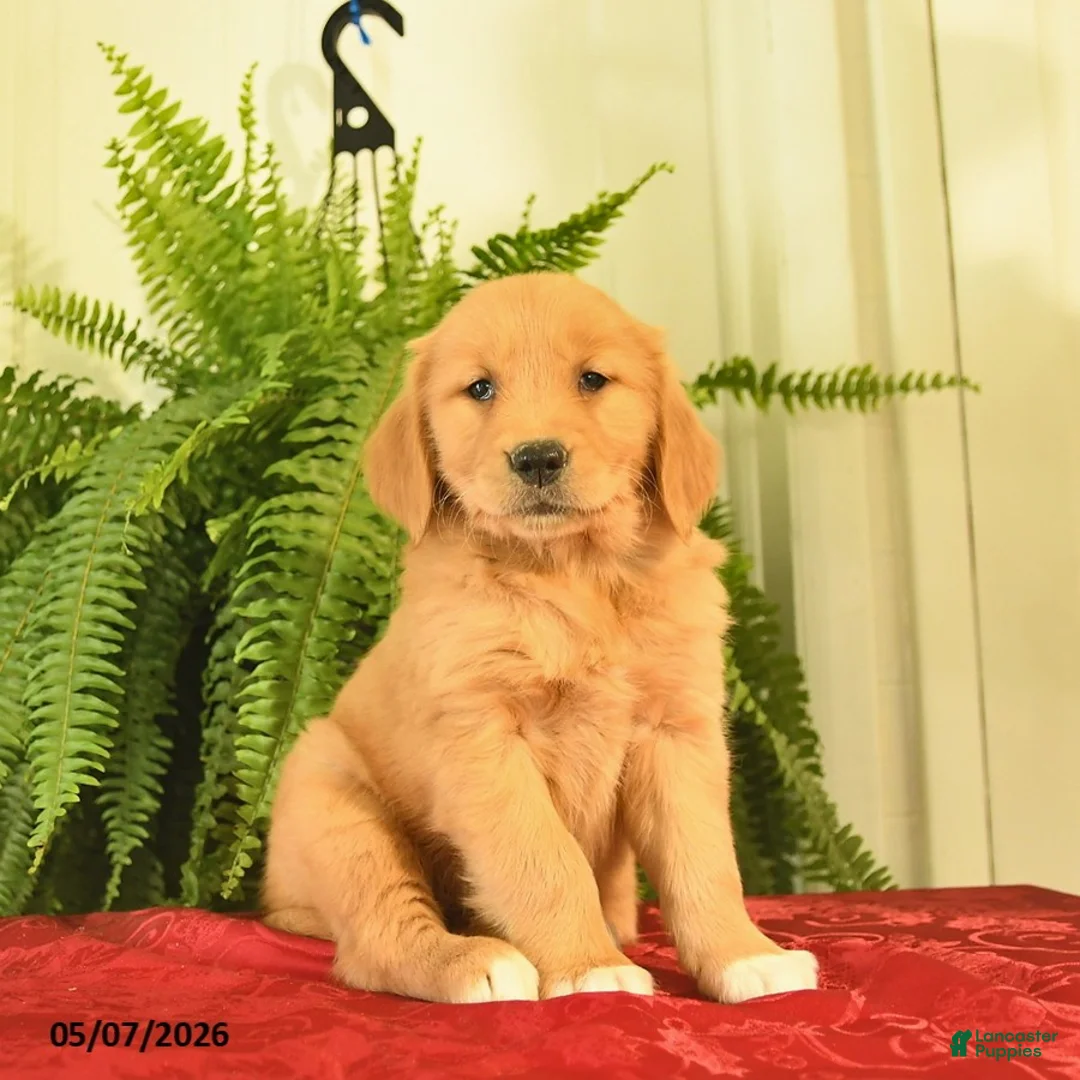 Golden Retriever dogs for sale: White Boots  - Ad 3