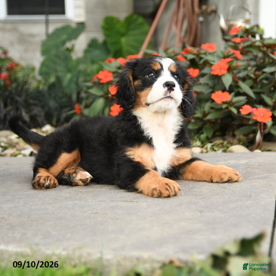 Miniature Bernese Mountain Dog dogs Madison - Ad 2