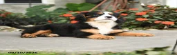 Miniature Bernese Mountain Dog dogs for sale: Madison - Ad 2