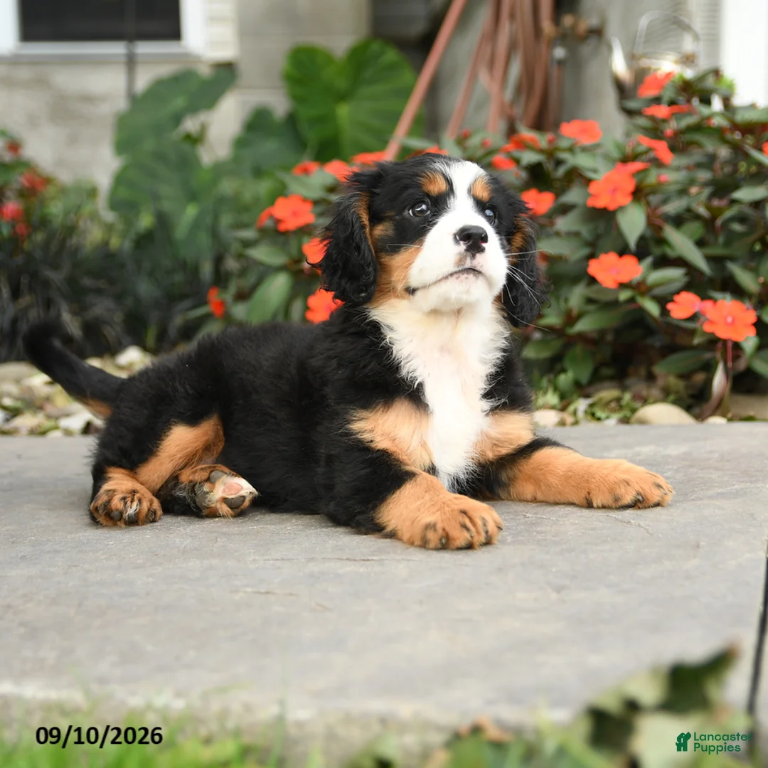 Miniature Bernese Mountain Dog dogs for sale: Madison - Ad 2