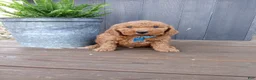 Mini Goldendoodle dogs for sale: Creed F1b - Ad 5