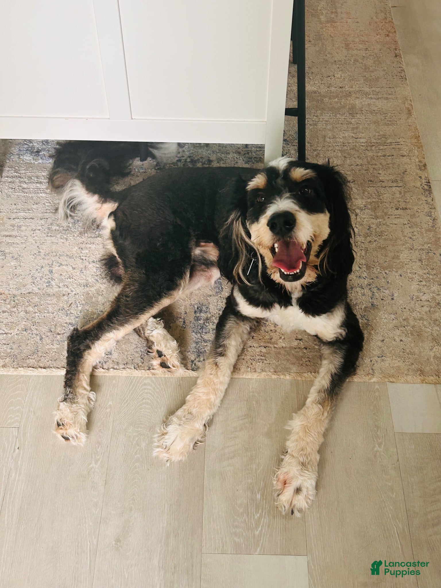 Bernedoodle dogs Indiana Jones - Ad 1