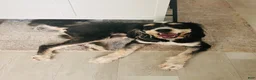 Bernedoodle dogs for sale: Indiana Jones - Ad 1