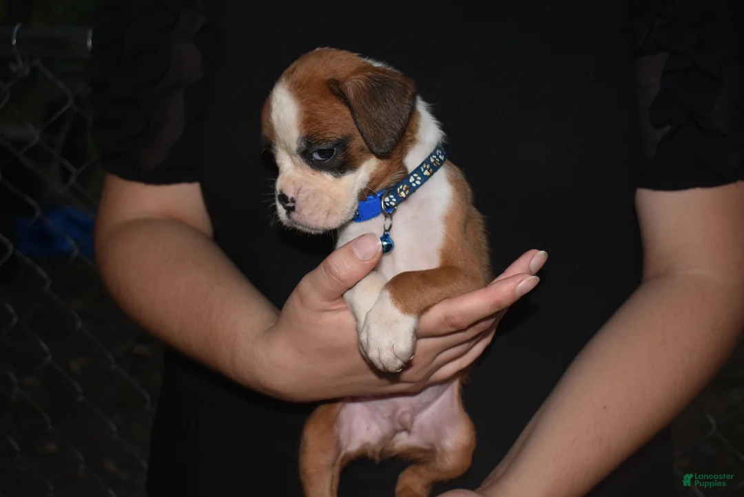 Boxer dogs for sale: SAGE - Ad 1