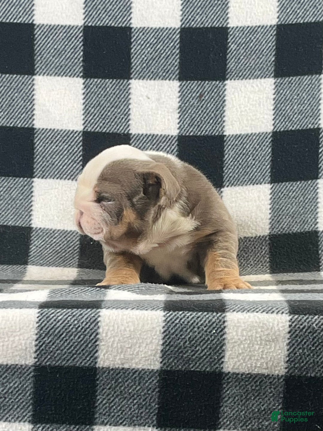 English Bulldog dogs for sale: Bella - Ad 3