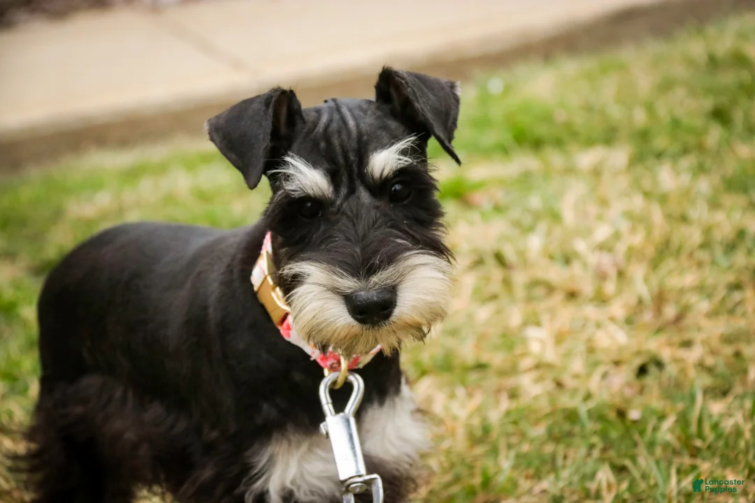Miniature Schnauzer dogs for sale: Marina - Ad 6