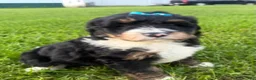 Bernedoodle dogs for sale: Sunny - Ad 4