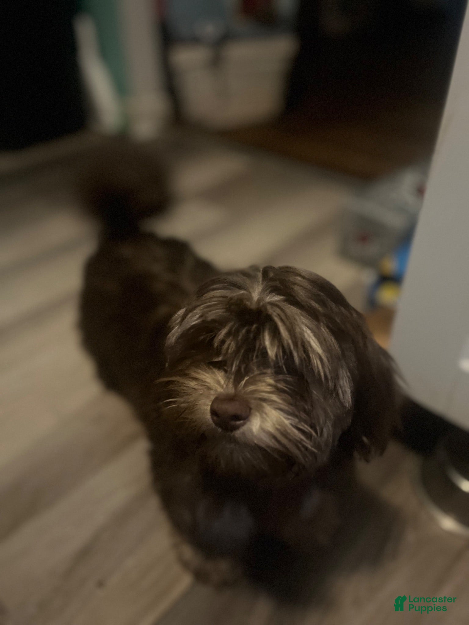 Shorkie dogs Brownie - Ad 33