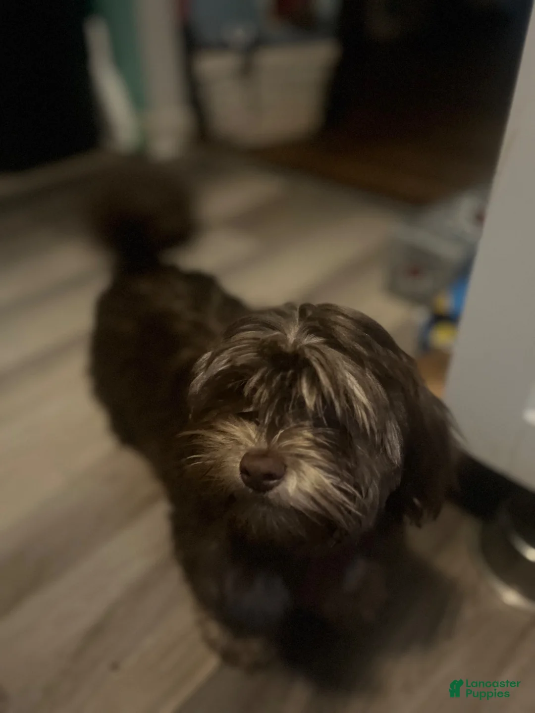 Shorkie dogs for sale: Brownie - Ad 1