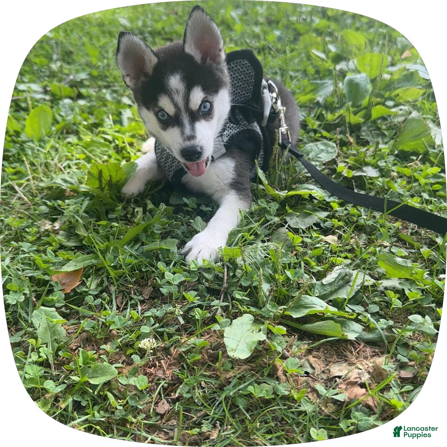 Siberian Husky dogs Siberian Husky 2 - Ad 32