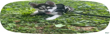 Siberian Husky 2