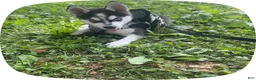 Siberian Husky dogs for sale: Siberian Husky 2 - Ad 1