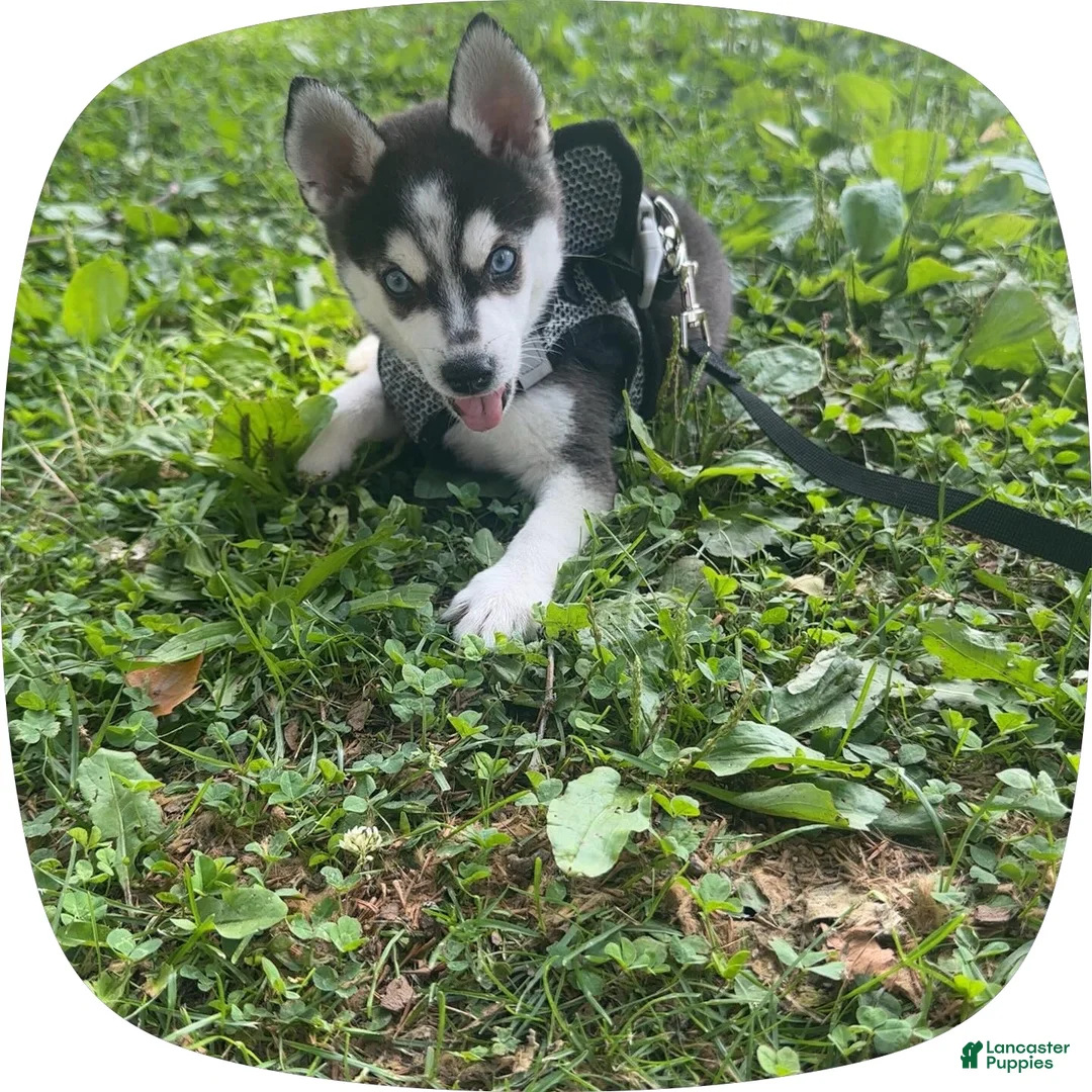 Siberian Husky dogs for sale: Siberian Husky 2 - Ad 1