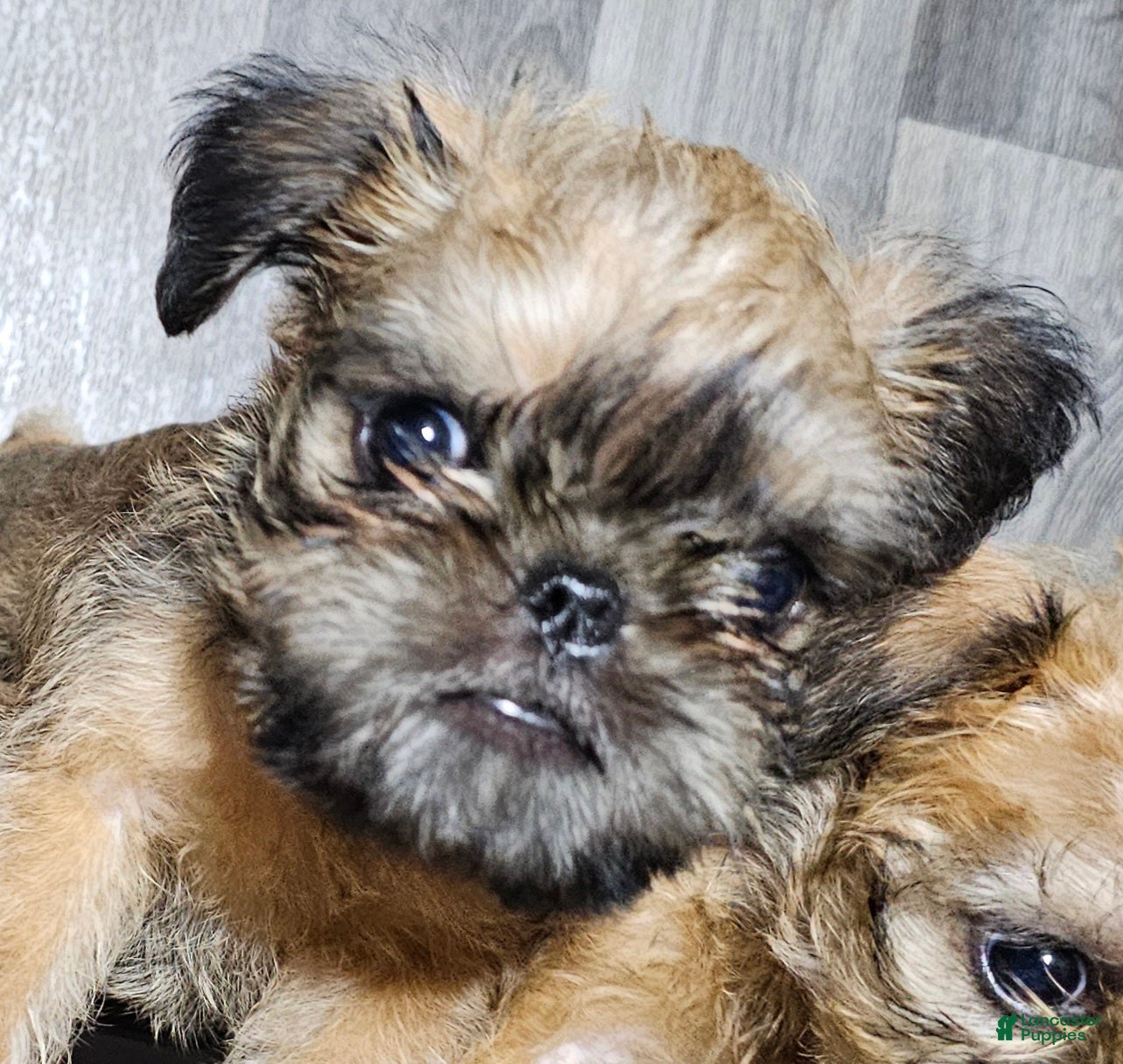 Brussels Griffon dogs Brussels Griffon Puppy 2 - Ad 2