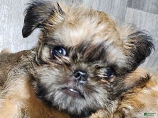 Brussels Griffon dogs Brussels Griffon Puppy 2 - Ad 8