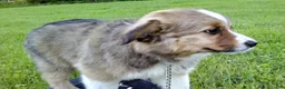 Australian Shepherd dogs for sale: Timmy - Ad 4