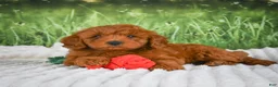 Mini Goldendoodle dogs for sale: Remi - Ad 4
