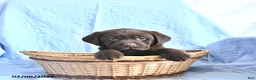 Labrador Retriever dogs for sale: Dusty - Ad 3