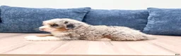 Mini Bernedoodle dogs for sale: Bruno - Ad 4