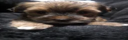 Morkie dogs for sale: Morkie 3 - Ad 5