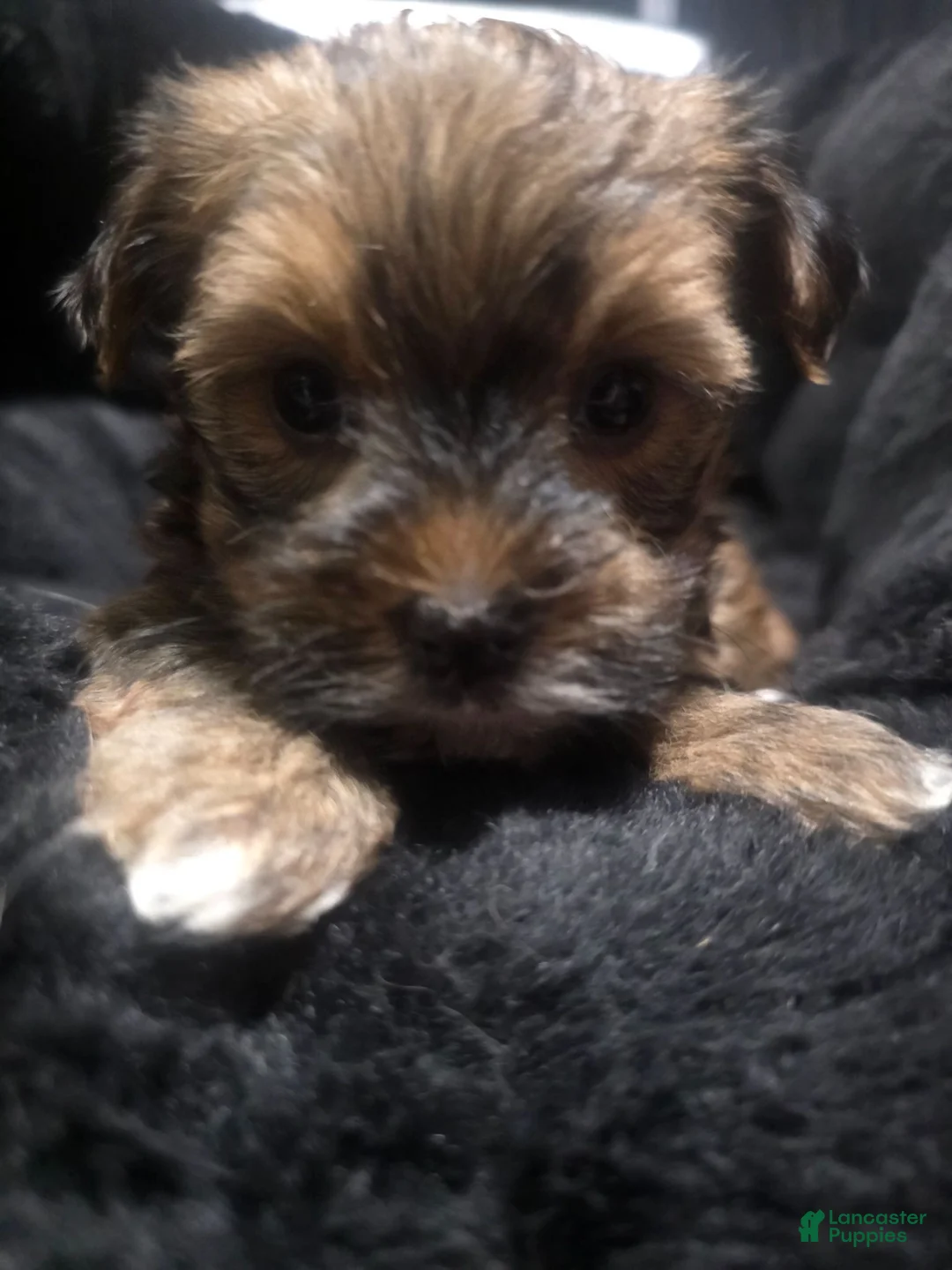 Morkie dogs for sale: Morkie 3 - Ad 5