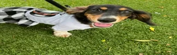 Miniature Dachshund dogs for sale: Miniature Dachshund Puppy 4 - Ad 7