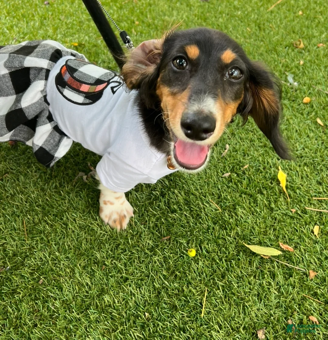 Miniature Dachshund dogs for sale: Miniature Dachshund Puppy 4 - Ad 7