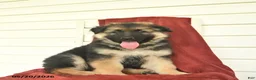 German Shepherd dogs for sale: Colby  - Ad 6