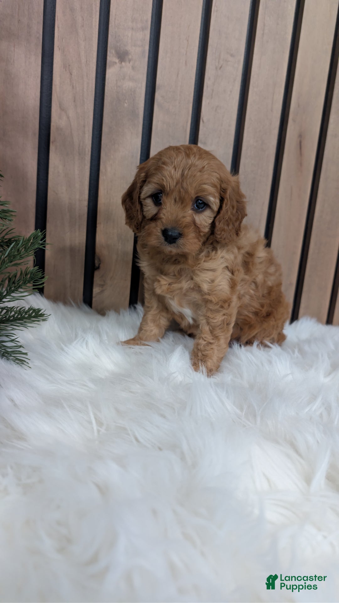 Cavapoo dogs for sale: Annika - Ad 5