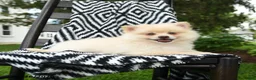 Pomeranian dogs for sale: Gus - Ad 4
