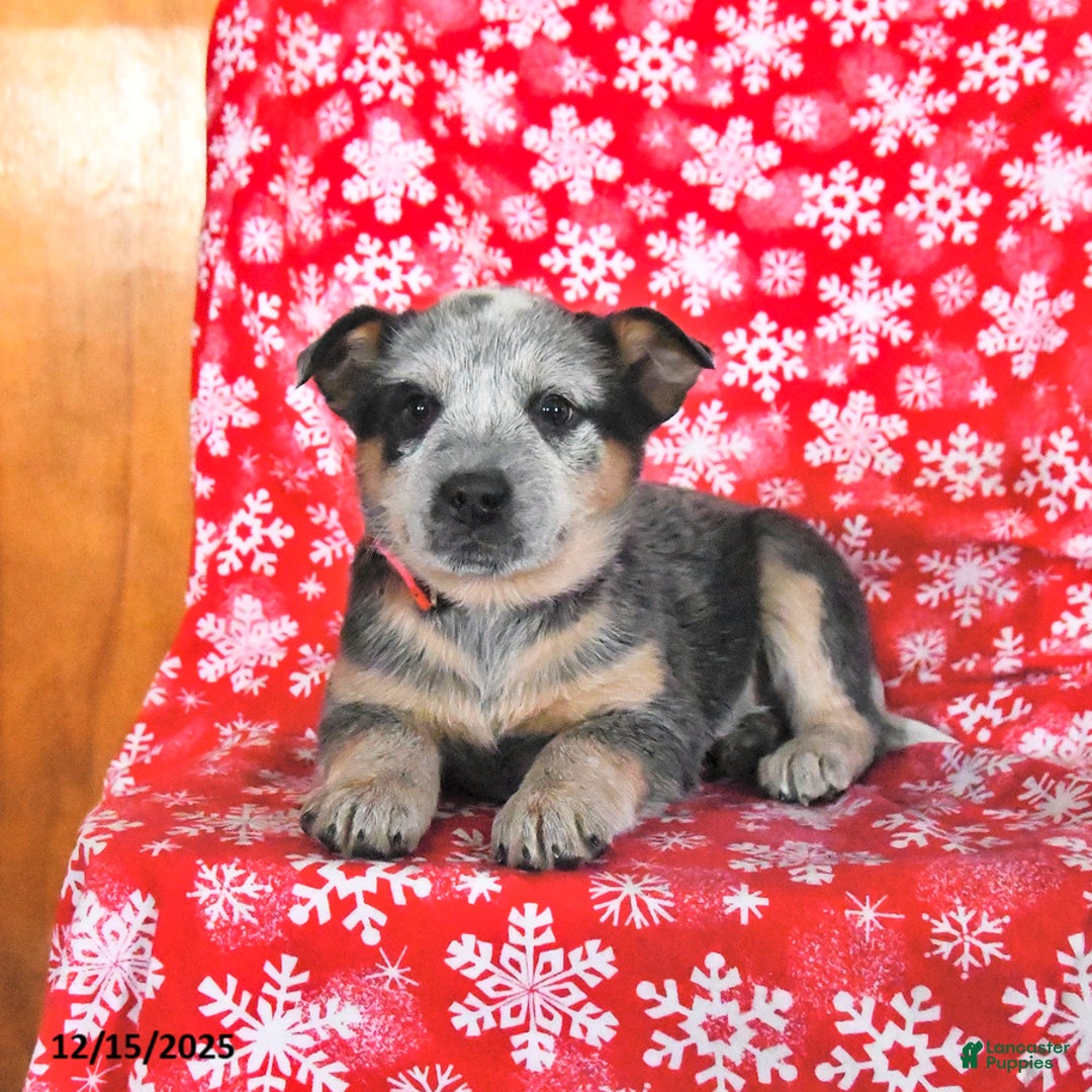Australian Cattle Dog dogs for sale: Joy - Ad 2