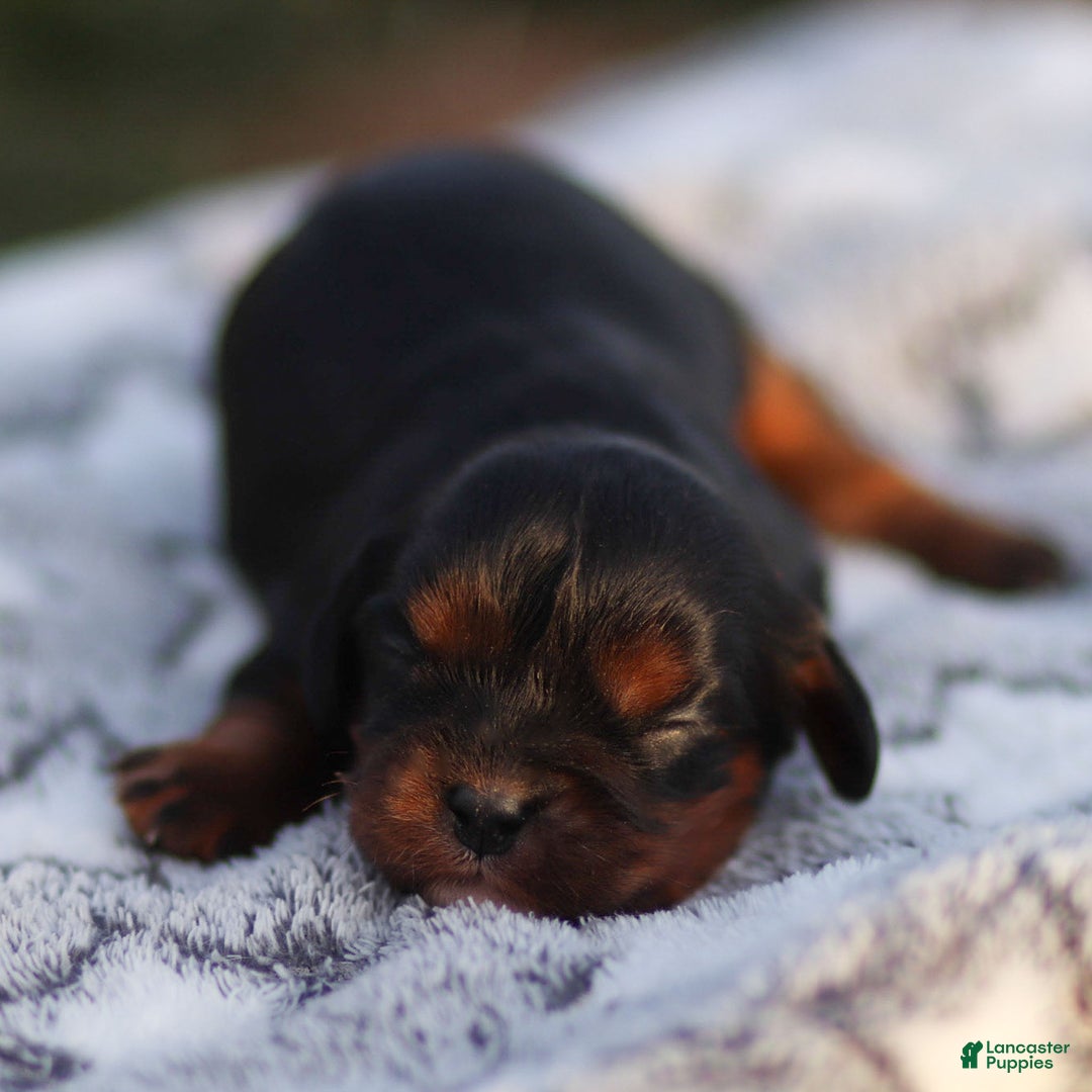 Cavalier King Charles Spaniel dogs for sale: Elain - Ad 1