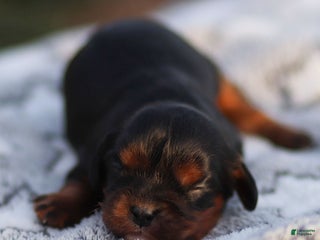 Cavalier King Charles Spaniel dogs Elain - Ad 9