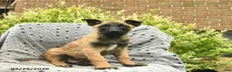Belgian Malinois dogs for sale: Tripp  - Ad 3